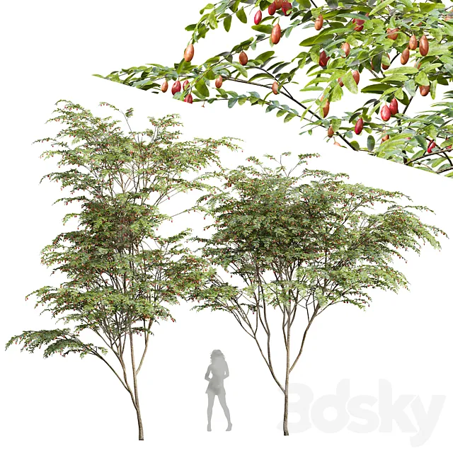 New Plant Ziziphus Jujuba Chinesische Dattel Red 3D Model