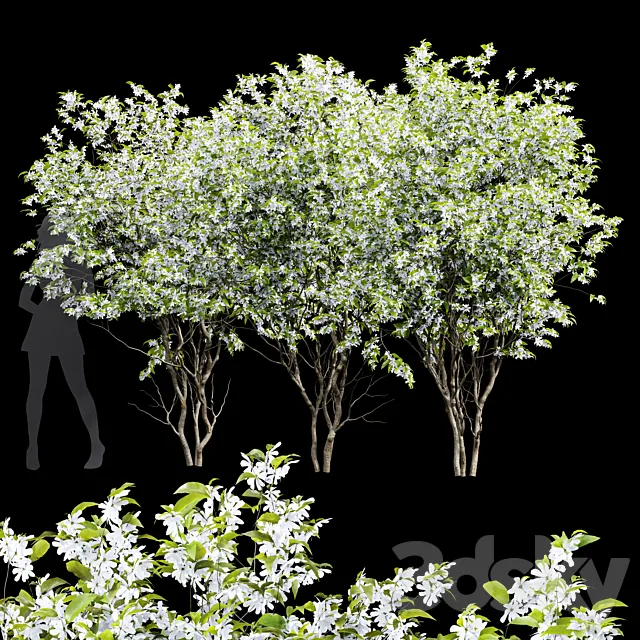 New Tree High Detail Amelanchier Lamarckii3 3D Model