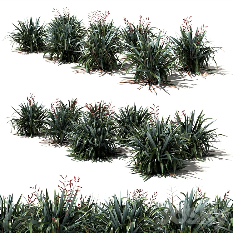New Zealand Flax - Phormium tenax 3D Model Free