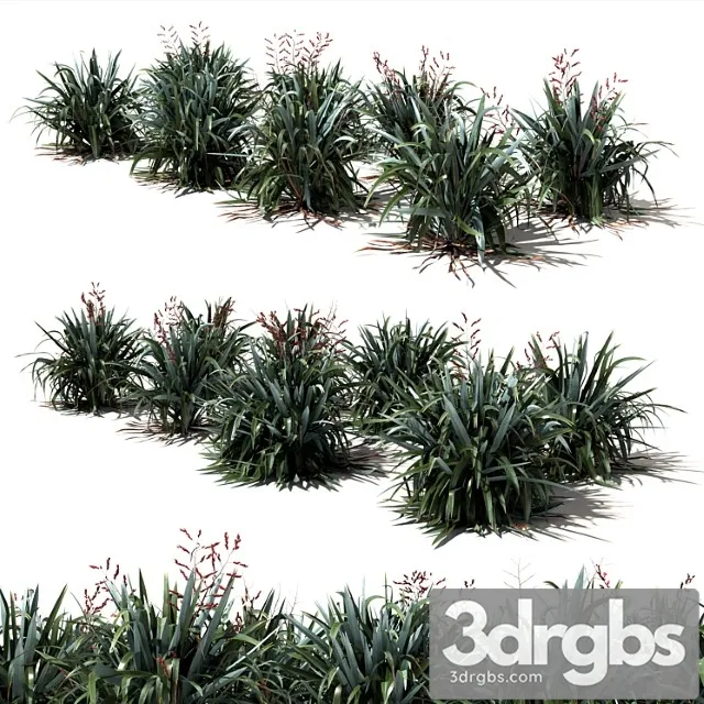 New zealand flax - phormium tenax