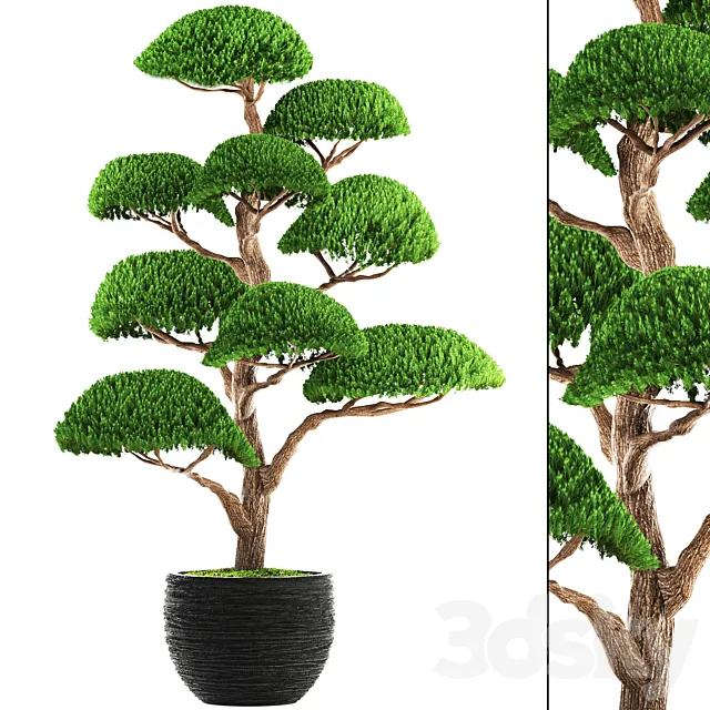 Niwaki 3 cedar topiary Niwaki ornamental tree landscaping flowerpot pot 3D Model