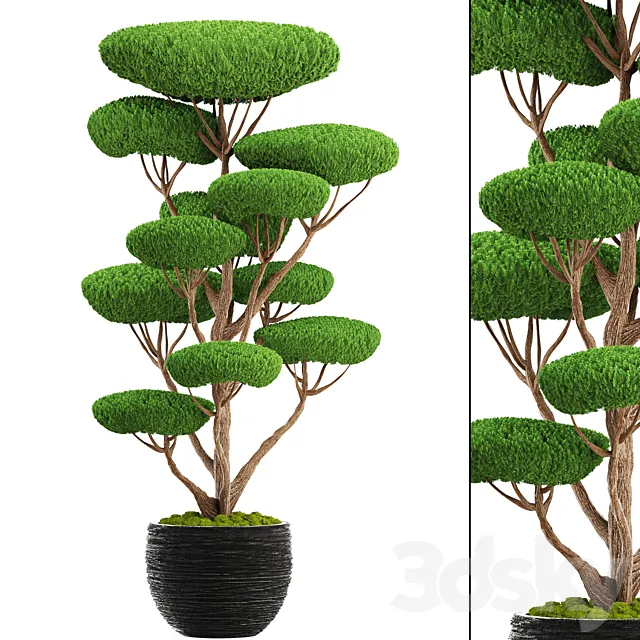 Niwaki 4. cedar topiary topiary nivaki ornamental tree garden plants landscaping pot flowerpot 3D Model