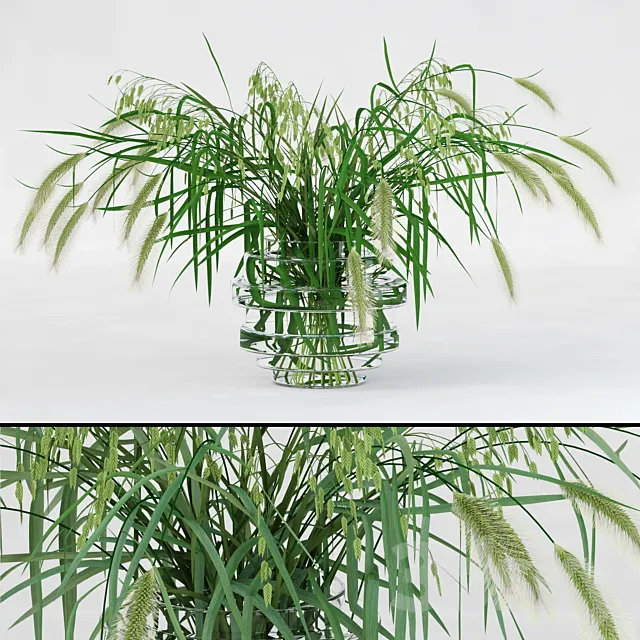 Northern Sea Oats and Pennisetum Green 3DModel
