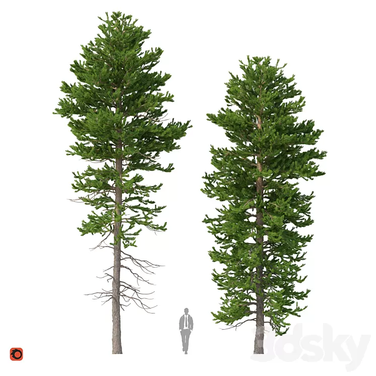 Norway spruce Set 1 Corona 3D Model