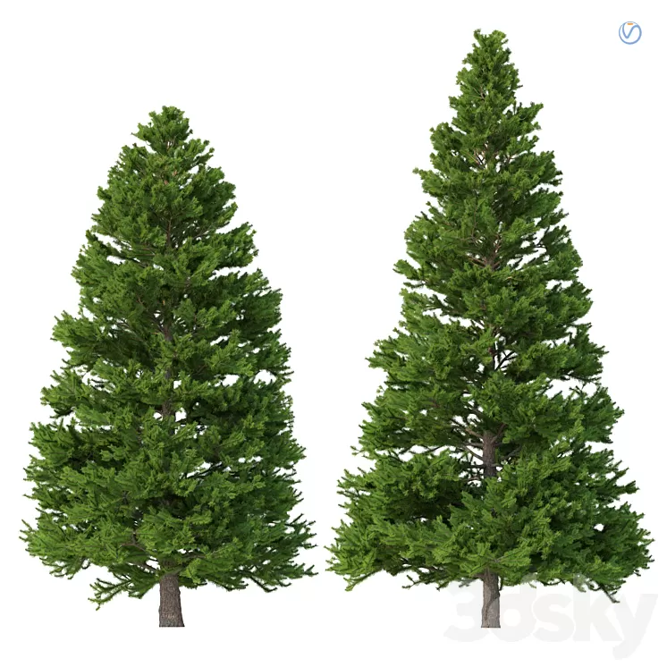 Norway spruce Set 3 V-Ray 3D Model