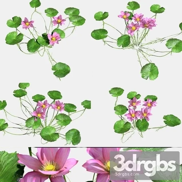 Nymphaeaceae 3D Model Free