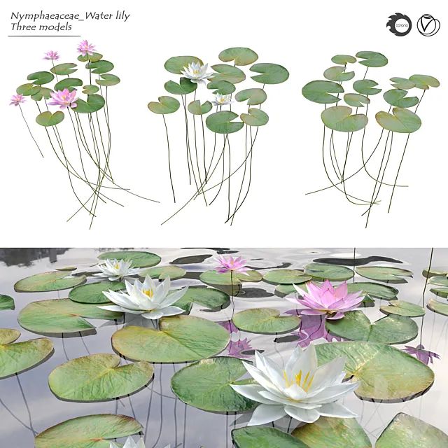 Nymphaeaceae Water Lily 3DModel