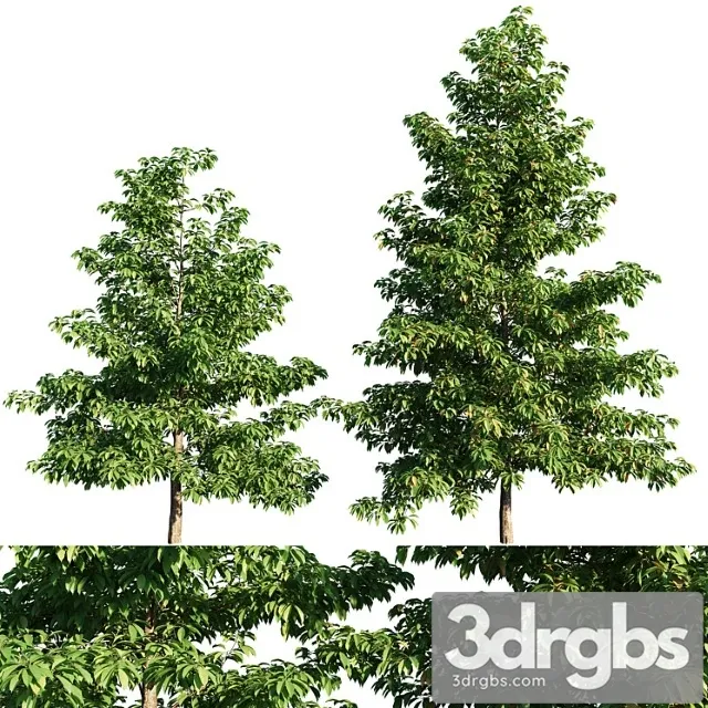 Nyssa Sylvatica Tree 3D Model Free