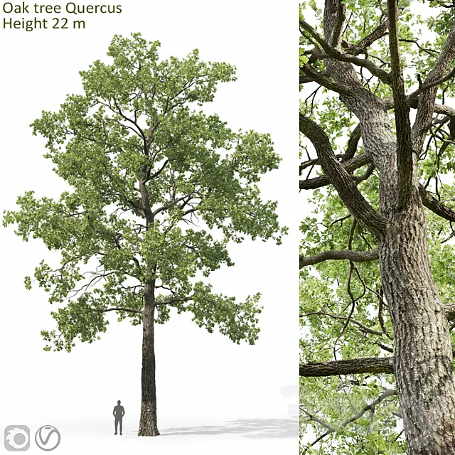 Oak 3D Model