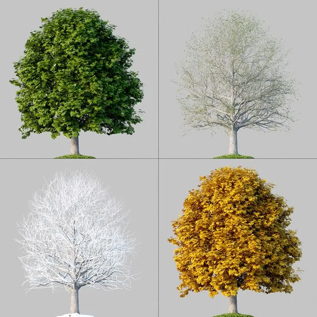 Oak 4 Seasons 3D Model