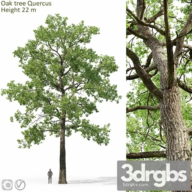 Oak 9 3D Model Free