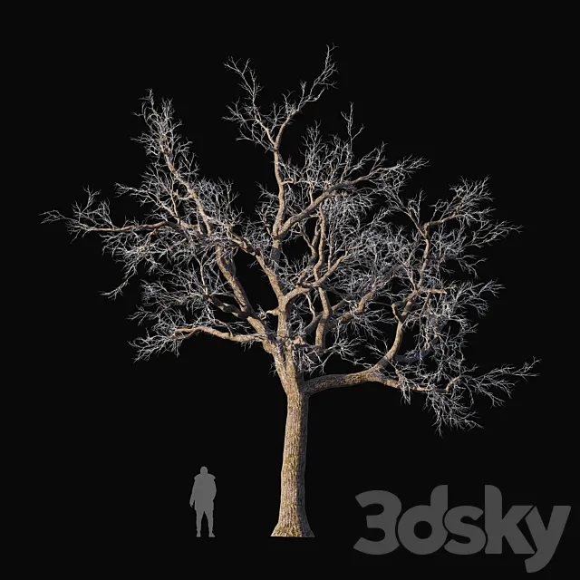 Oak frozen 3D Model