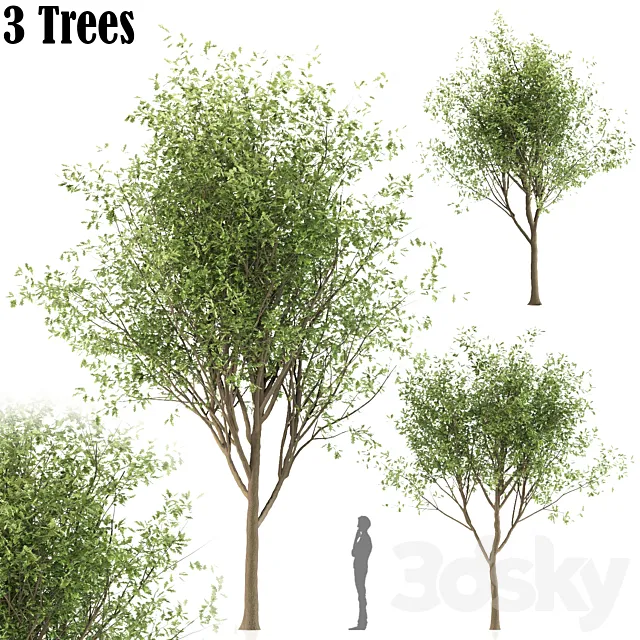 Oak tree (3 trees and 3 Sizes) Free Download