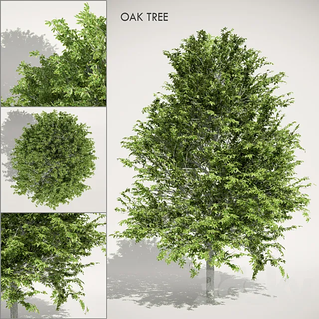 Oak Tree 3D Model