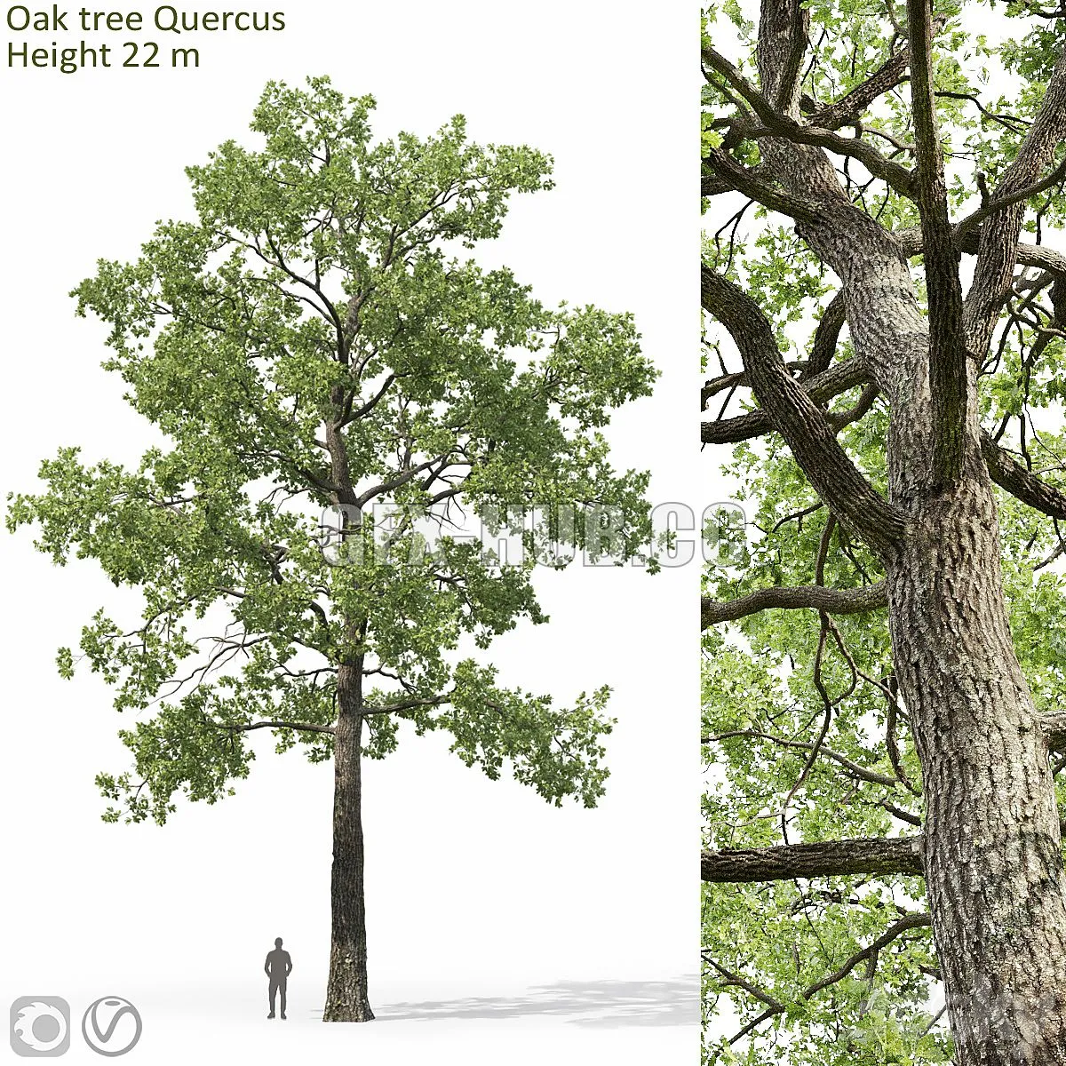 Oak-tree_05(22m) 3D Model