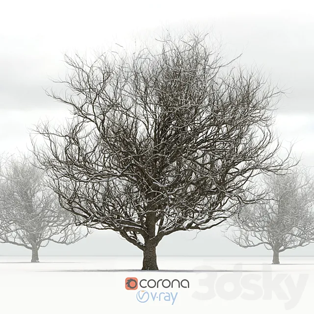 Oak with snow 3DModel