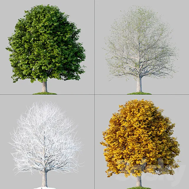Oak_001_4_Seasons 3D Model