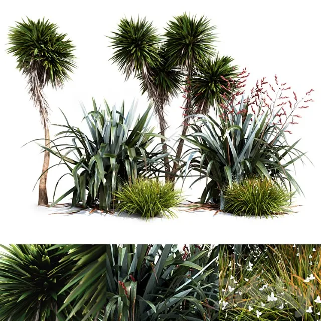 Oceania Plant Set 3D Model Free