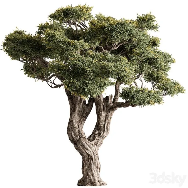 Ola Tree Set 294 3D Model
