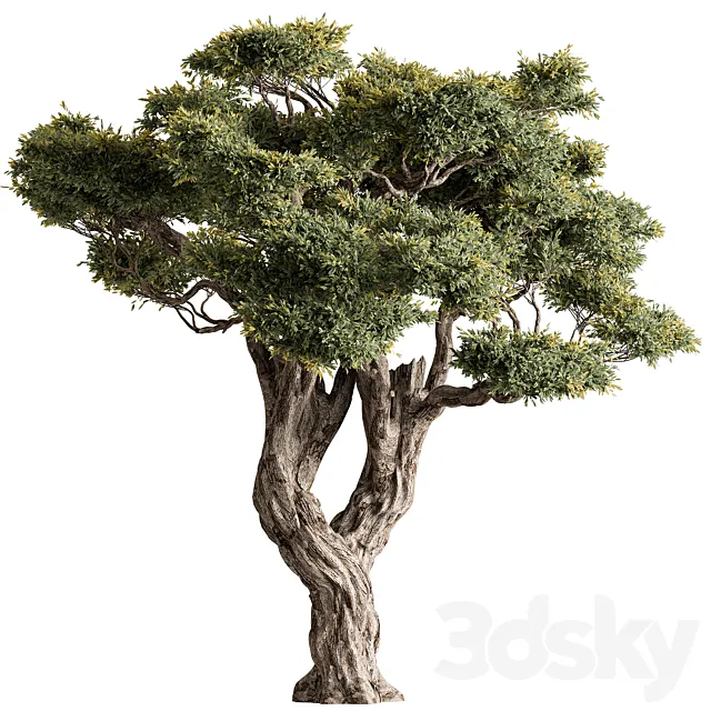 Ola Tree Set 294 Free Download