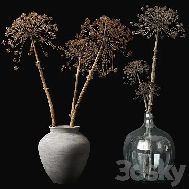 Old heracleum 3DModel