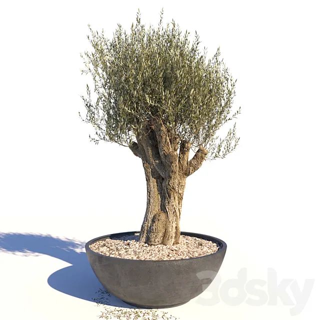 Old Olive Tree 3D Model