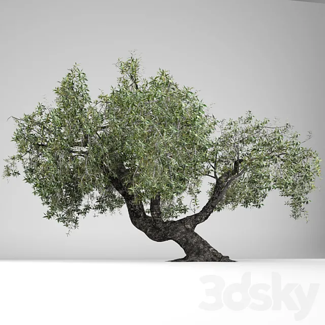 Olea Europaea 3D Model