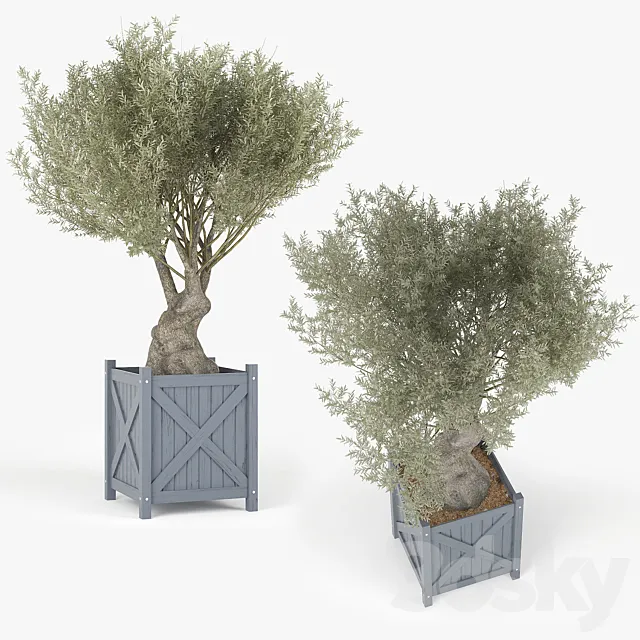 Olea europaea 3D Model
