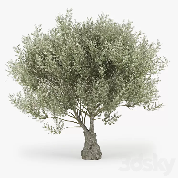 Olea europaea 3D Model