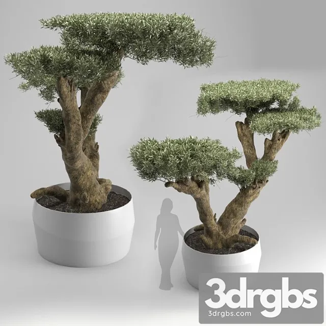 Olea Plata 3D Model Free