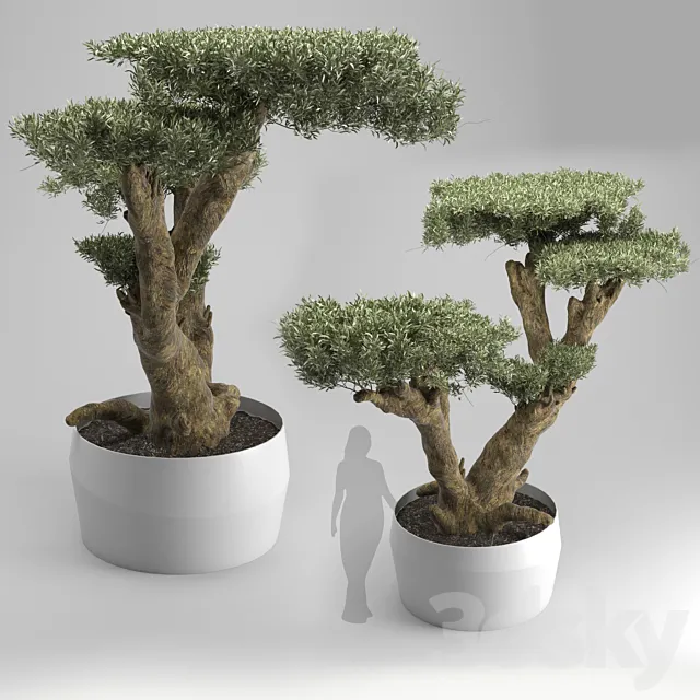 Olea plata 3DModel