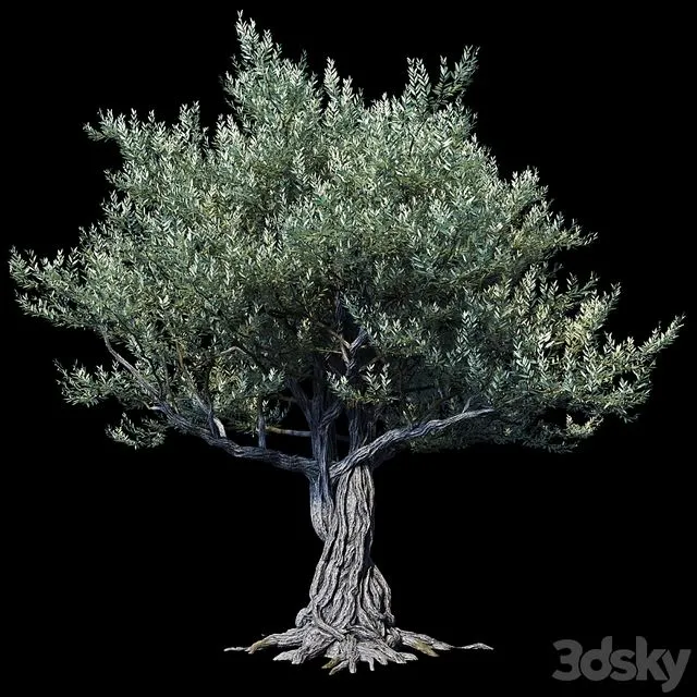 Oliva European 01 3D Model