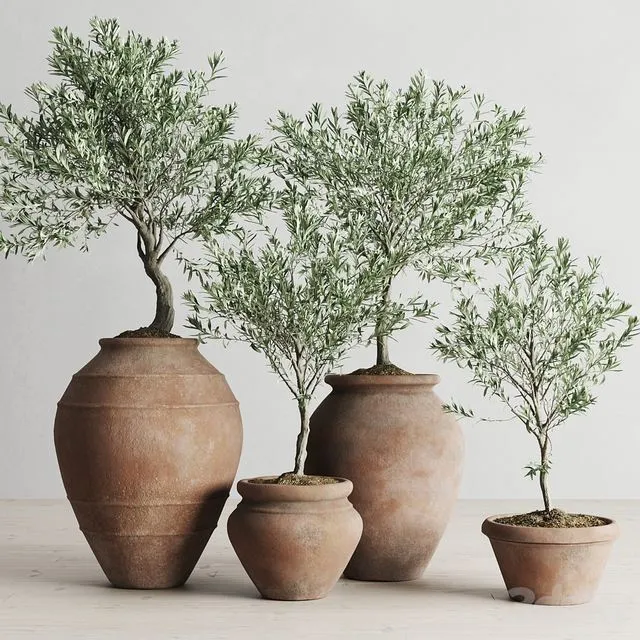 Olive European In Antique Clay Vessels 3D Model