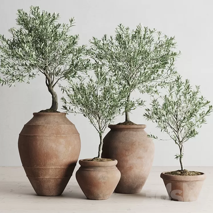 Olive European In Antique Clay Vessels 3D Model