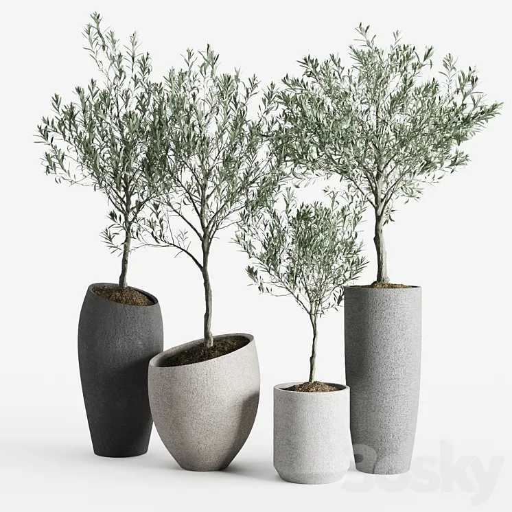 Olive European Potted Eco Stone Hitohana 3D Model Free
