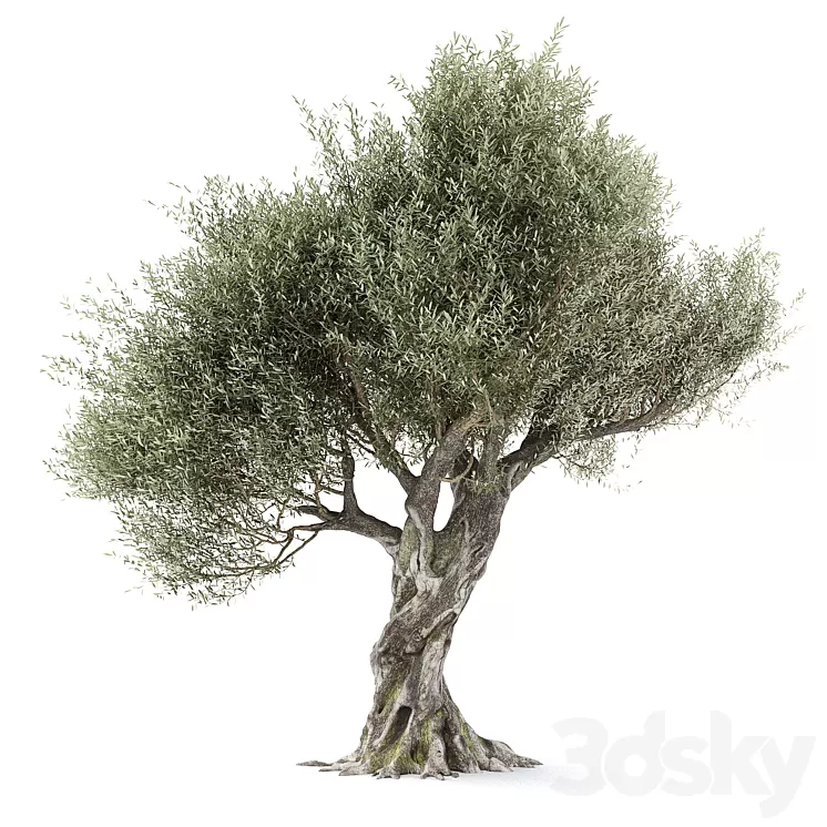Olive tree 1