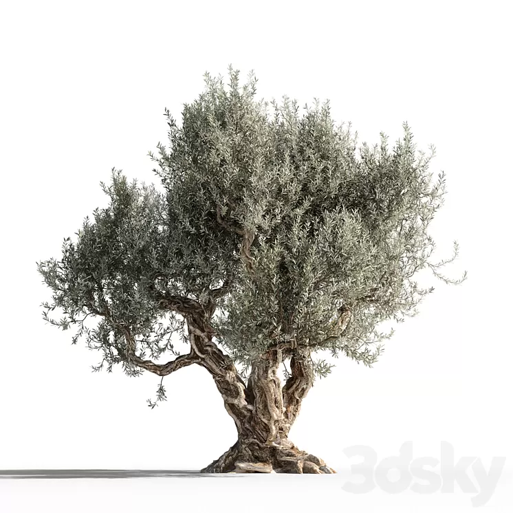 Olive tree 1 3D Model