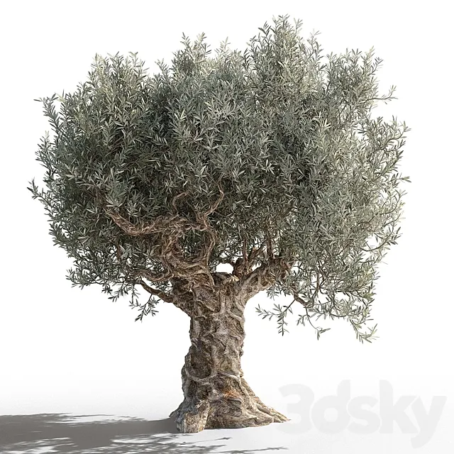 Olive tree 2 3D Model