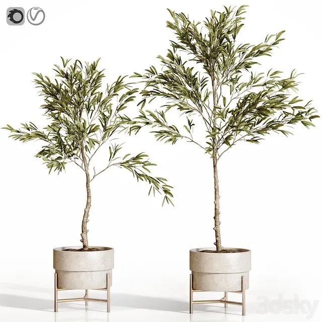 Olive Tree 2 3D Model