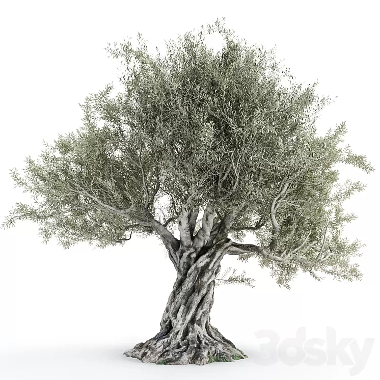 Olive tree 2 3D Model