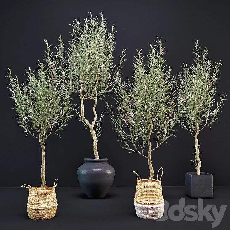 Olive Tree 3D Model