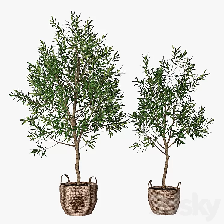 Olive tree 3D Model