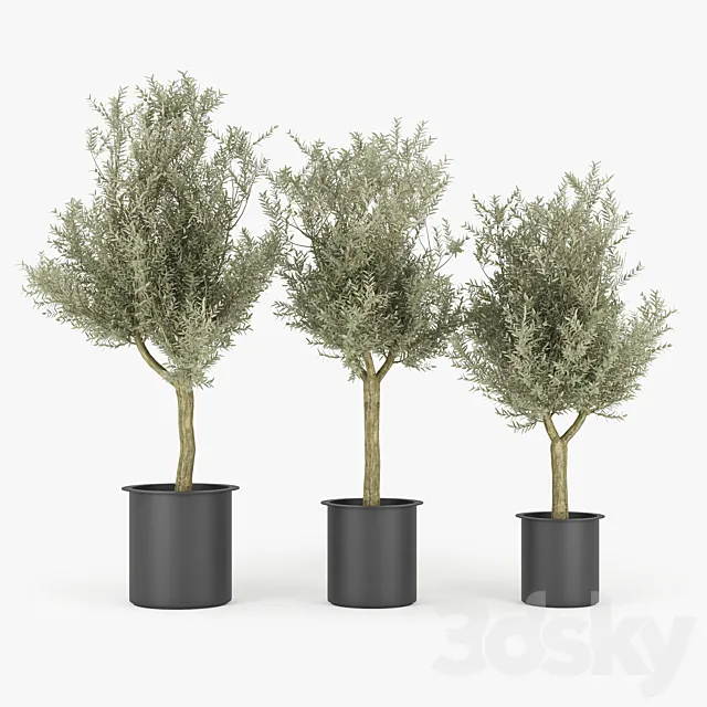 Olive Tree 3D Model
