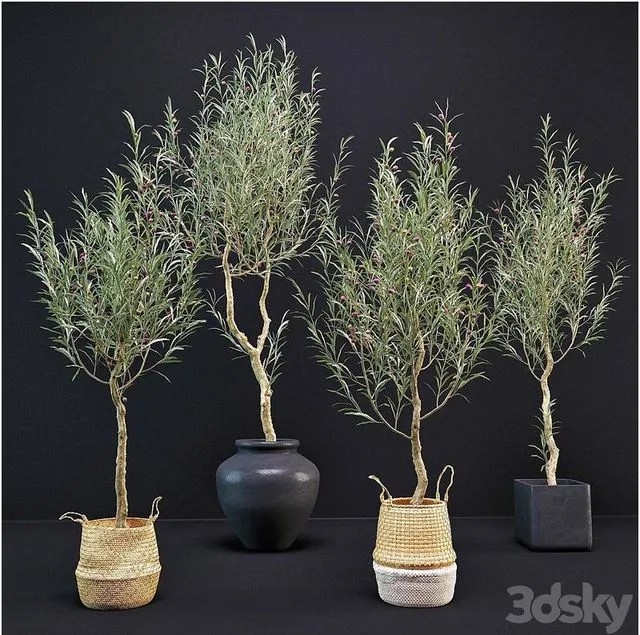 Olive Tree 3D Model