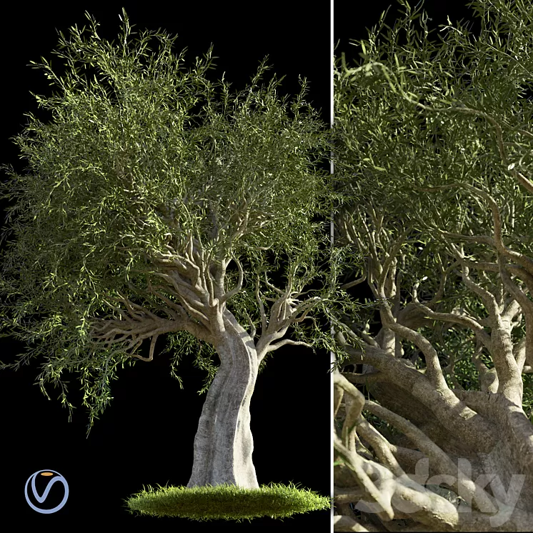 Olive Tree 3D Model