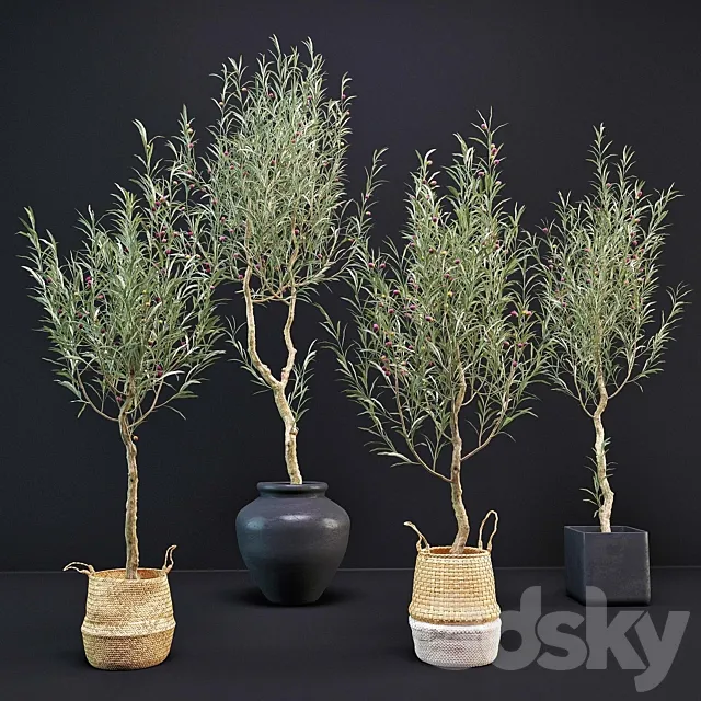 Olive Tree 3DModel