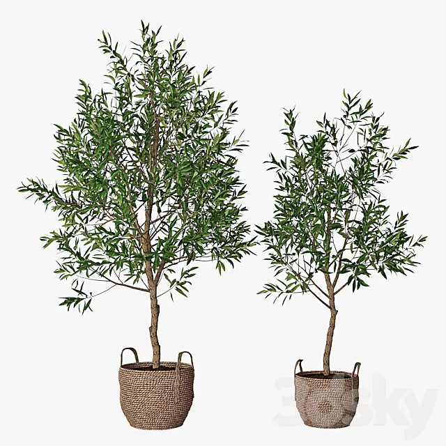 Olive tree 3DModel