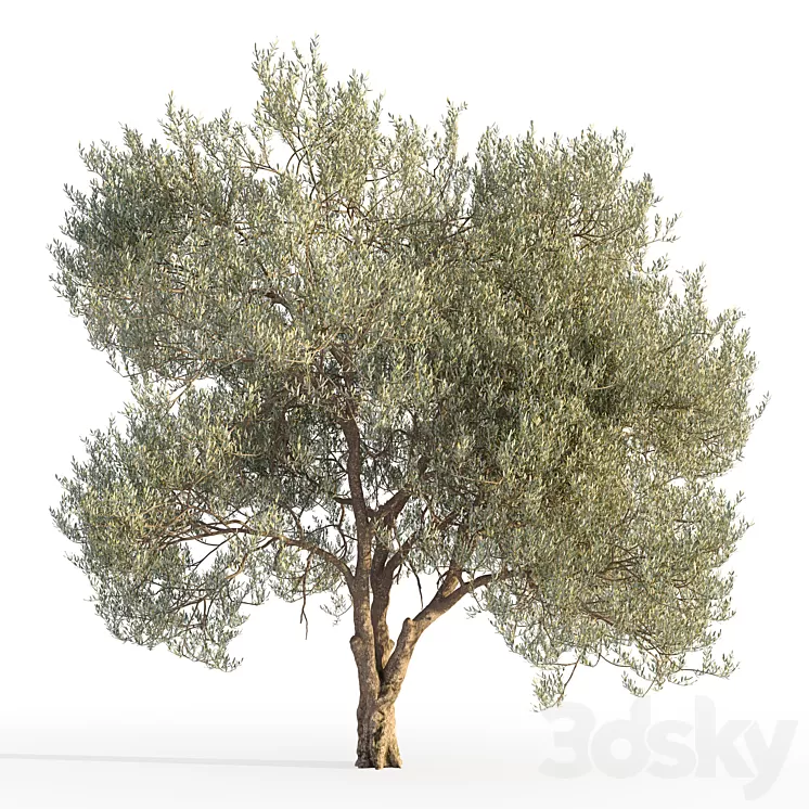Olive tree 5 3D Model Free