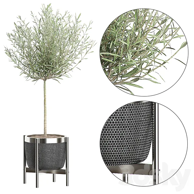 OLIVE TREE 67 3DModel