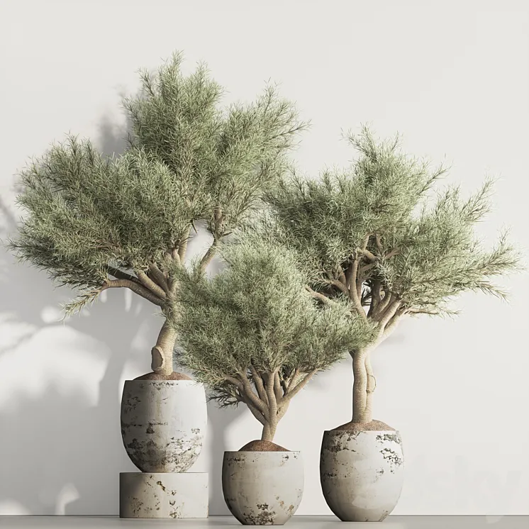 olive Tree and Indoor Plant Set 95 3D Model Free